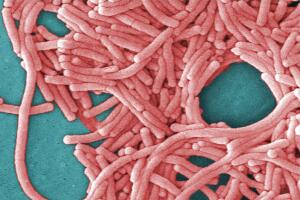 CDC Legionella