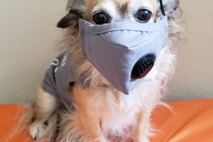 DogJuanita.jpg