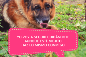 mascotas-imujer-18_1.png