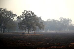 Multiple Wildfires Destroy Homes, Threaten California Wine Country