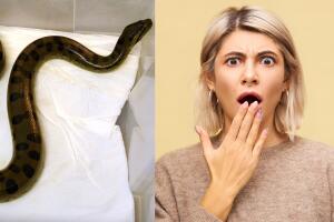 Anaconda de 6 metros sorprende a estudiantes en Brasil y se hace viral.