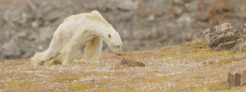 La triste imagen de una osa polar que busca comida fuera de su hábitat, Noticias Univision Planeta