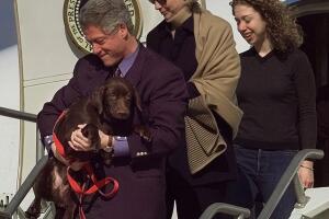 CLINTON DOG