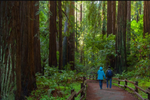 Muir Woods.PNG