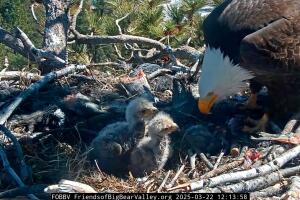 Ayuda a nombrar a los aguiluchos de Jackie y Shadow: Participa y apoya su conservación