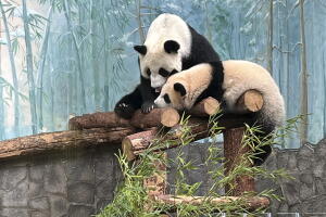Russia Panda Cub