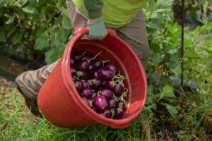 Fruto (Andrea Zarate).jpg