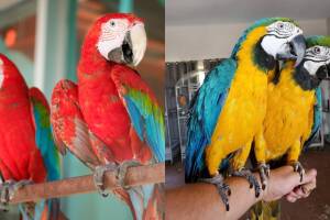 21 guacamayos buscan un nuevo hogar en el condado de Pima