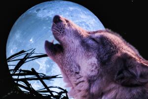 Luna de lobo