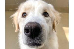 Ronald, el perro que se viralizó por haber sido rechazado 14 veces