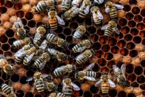 Mujer descubre más de 50 mil abejas viviendo en una pared de su casa; su hija pensó que era un 'monstruo'
