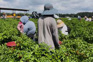 Plant City Tampa 2.jpg