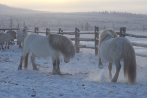 Caballos yakutos 1