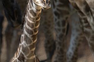 Baby Giraffe
