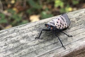 Mosca Linterna Manchada 