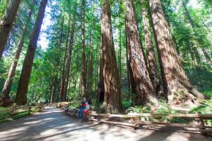 redwood forest