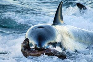 Promo Orca