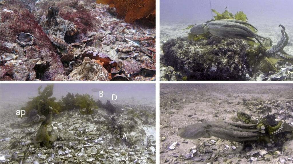 Octlantis: la misteriosa ciudad de los pulpos perdida en la costa australiana | Explora | Univision