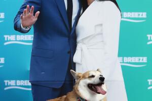 New Zealanders Celebrate Royal Wedding With Corgi Races