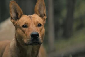 Prey Sarii Coco 1.JPG