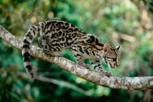 gato-maracaja-5.jpg