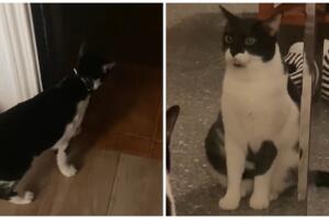 Gatito vive engañado por sus dueños y se hace viral.