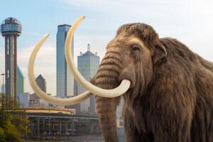 Mamut Texas