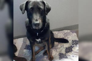 MASCOTAS-DALLAS/ASTRA-PERRO.jpg