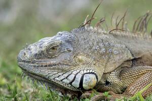 IGUANA FLORIDA