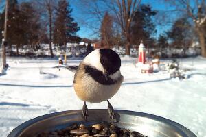 Chickadee.jpg