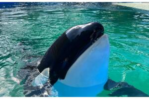 muere orca Lolita ballena seaquarium Miami