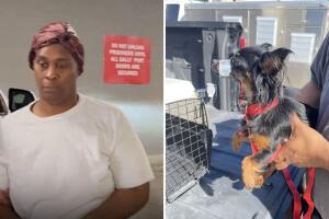 Arrestan a mujer por poner cinta adhesiva en el hocico de un perro en el condado de Bexar