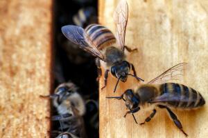 Abejas producen miel en colores “antinaturales”