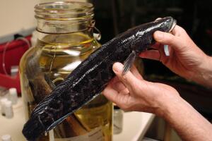 Landwalking "Snakehead" Fish Appears In Philadelphia