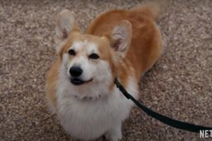 Corgi Bridgerton temporada 2 serie Netflix tráiler.jpg