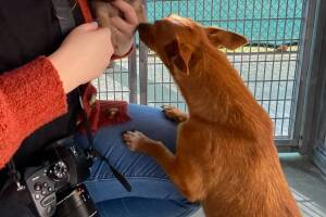 PERROS PR/perro 7.jpg