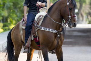Juan Pablo Gil Novelas 