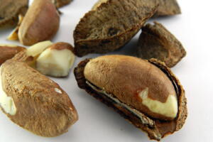 castanhas-que-nao-sao-boas-1.jpg