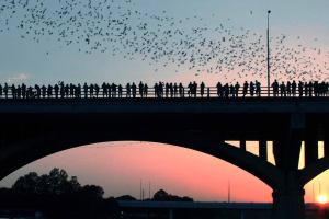 Que hacer en Austin - ver los murcielagos en Congress Bridge