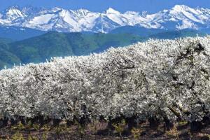 fresno blossom trail.jpg