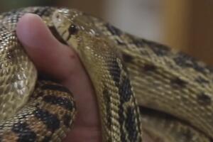 Gopher serpeinte.jpg