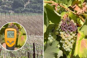 Los cultivos y cosechas de California están siendo afectadas por el calor extremo de los últimos años. 