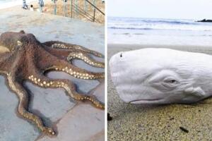 figuras de arena pulpo y ballena.jpg