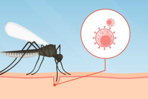 aedes-aegypti-transmitindo-zika.jpg