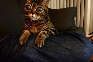 matilda-cat.jpg
