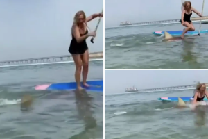 tiburon-mujer-paddle-board.png