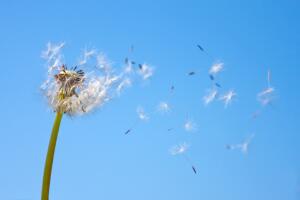 Dandelion being blown in the wind against blue sky