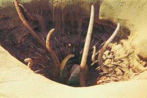 sarlacc star wars oficial.jpeg