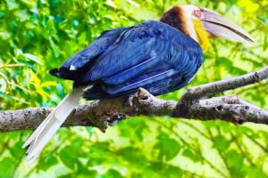 aves-exoticas-1.jpg