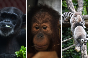 animals.png
